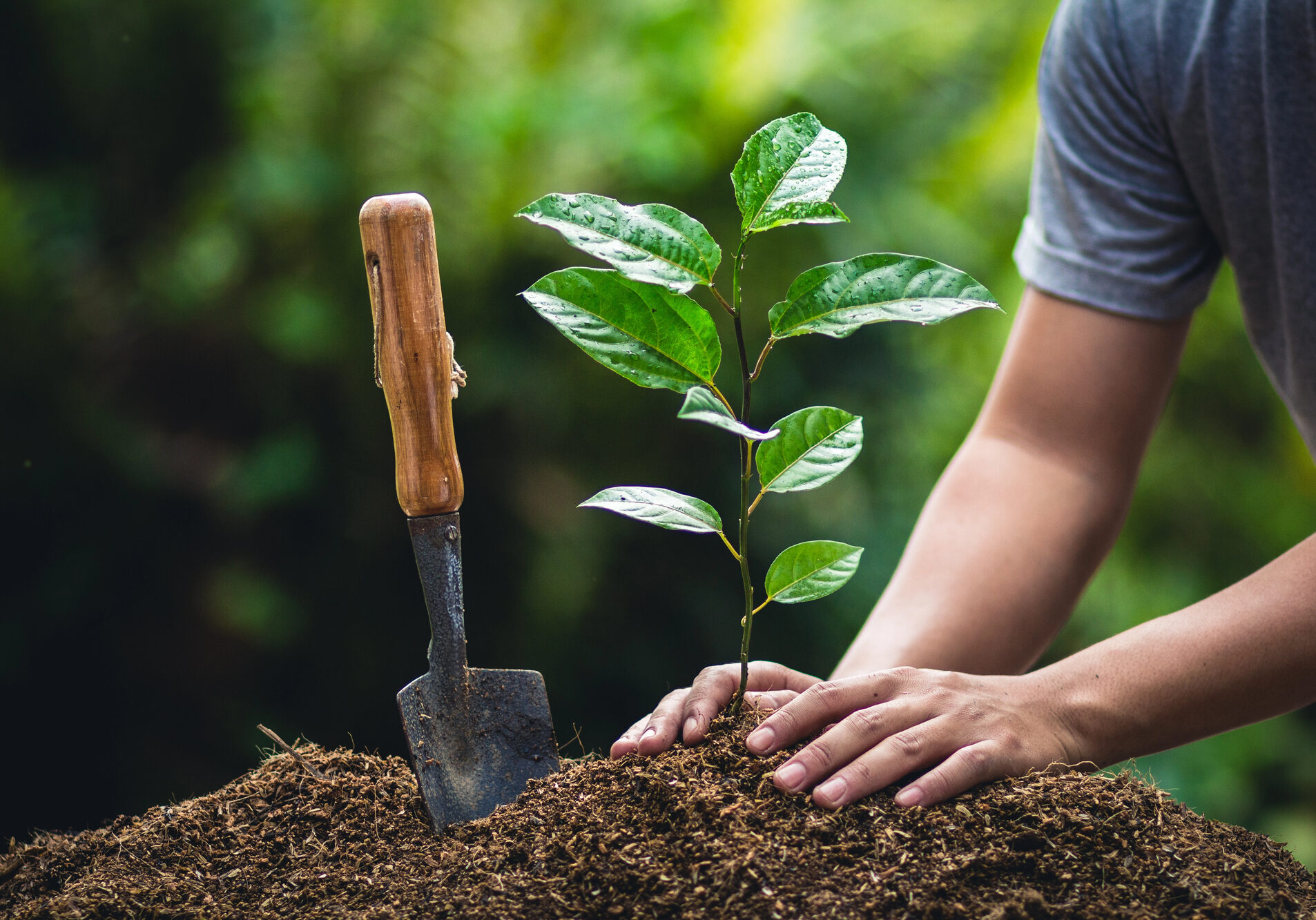tree-planting tree-planting
