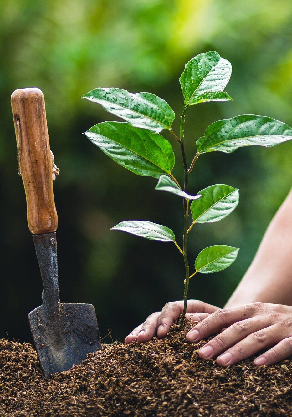 tree-planting tree-planting