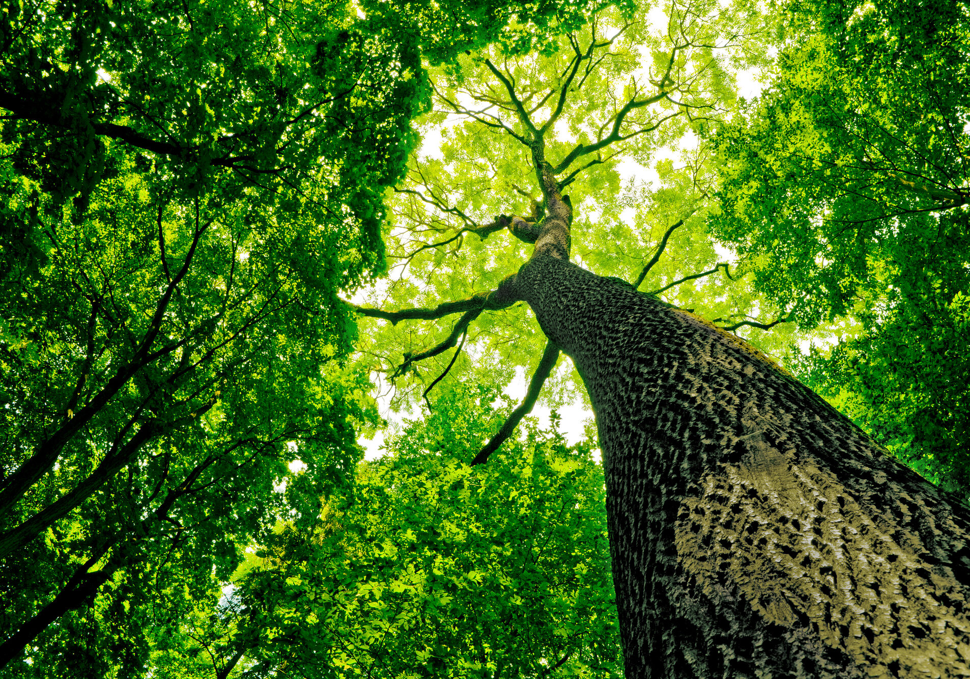 forest forest trees.